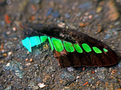 アオスジアゲハ 無残　P1220565zz