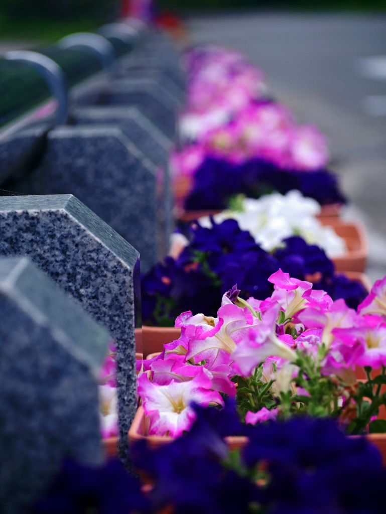 石の柵とプランターの花　P1300175zz