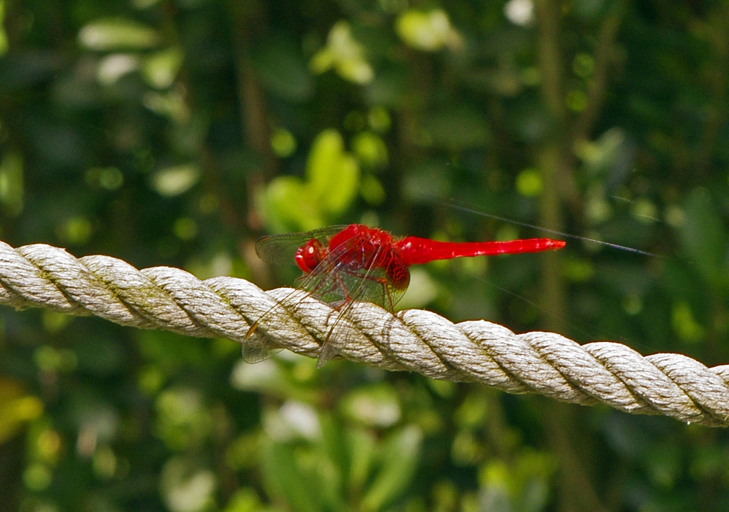 赤とんぼ～の羽根をとったら・・トンガラシ　IMG8969zz