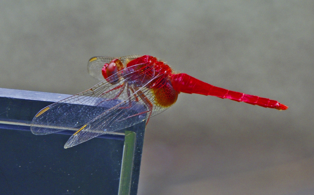 赤蜻蛉　IMG8974zz