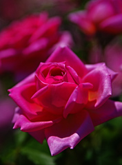 Classical rose     IMGP0569zz