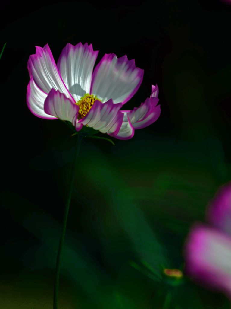 幻想の花　P1360195zz