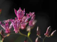 庭の杜鵑草　IMGP9328zz