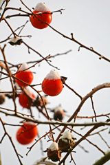 雪帽子　P1810285zz