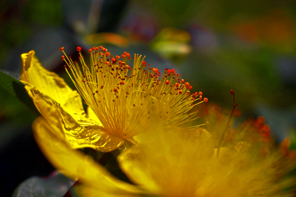 蕊の影　P1400419zz