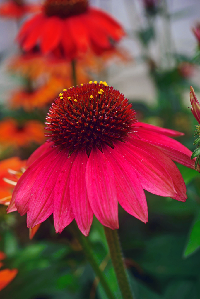 「ビビット」な花　P1190488zz