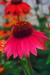 「ビビット」な花　P1190488zz