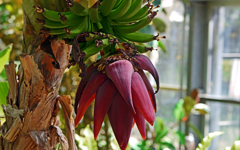 BANANA　P1060954zz