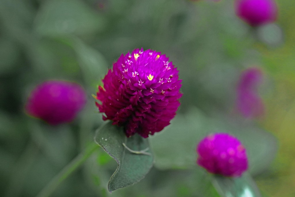 花の中にも花が　IMGP8664zz