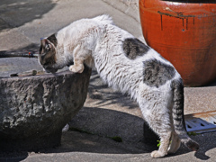 水のむ猫　P1230566zz