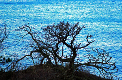  冬の海　IMGP5277zz