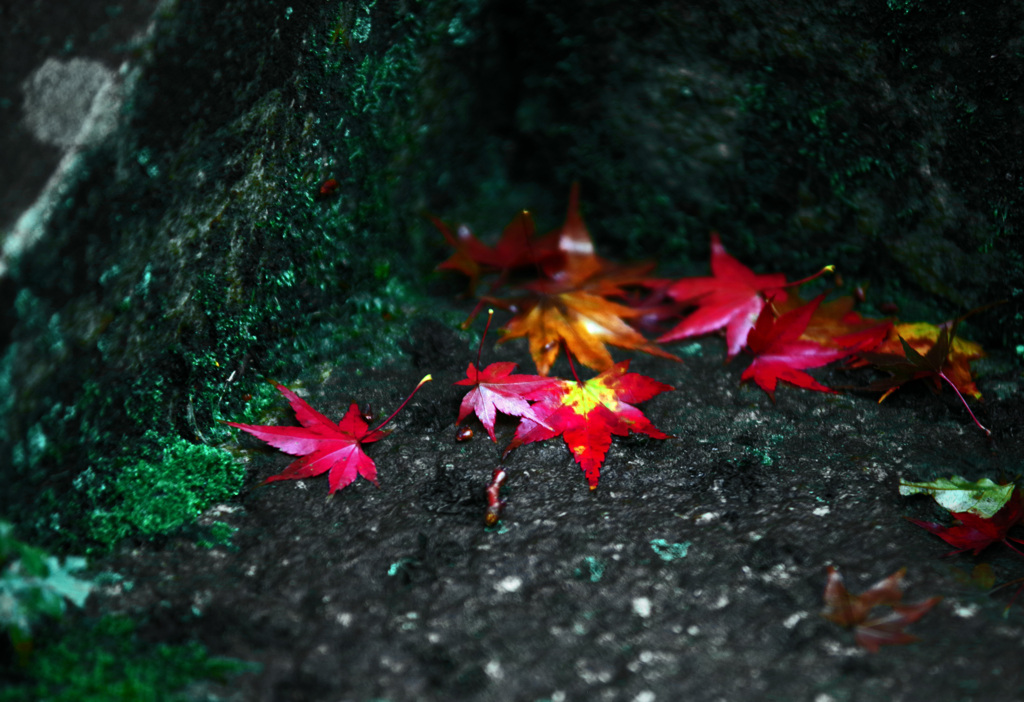 最後の彩り　IMGP1921zz