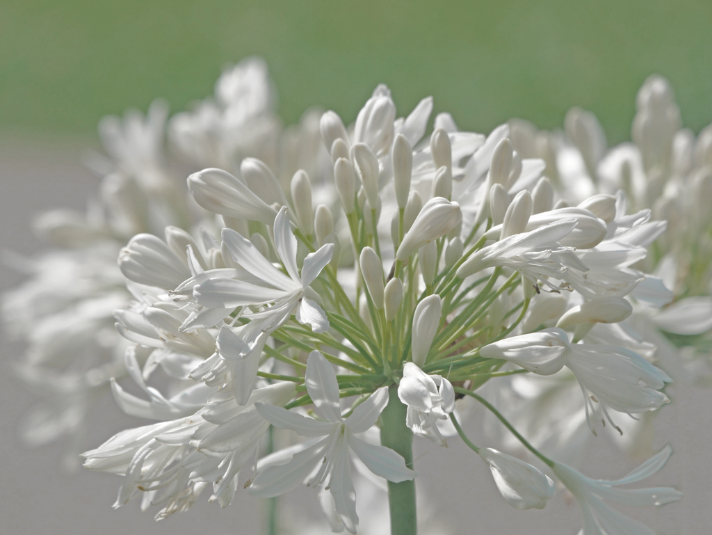 白いアガパンサス　P1580886zz