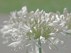 白いアガパンサス　P1580886zz