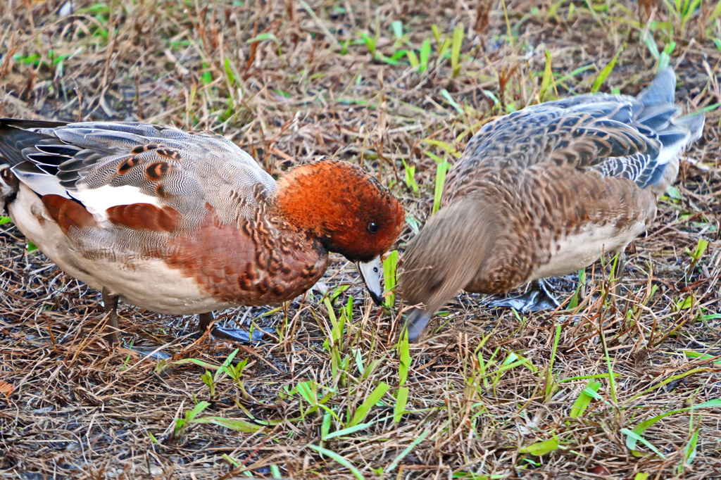 朝のお食事P1058443zzヒドリガモ