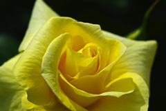 黄色い薔薇　IMGP0358zz