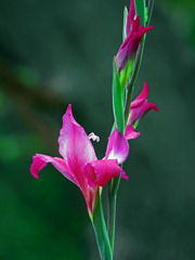 野に咲くグラジオラス　P1140064zz