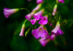 路傍に咲く花 紫酢漿草　P1180627zz