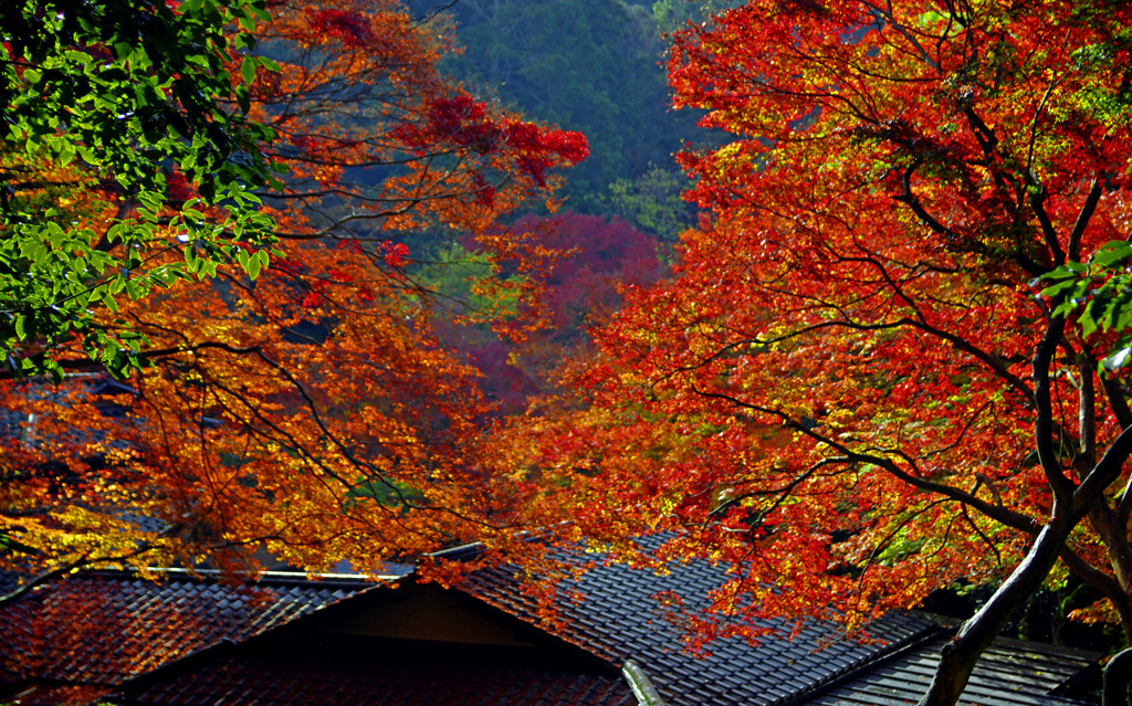 甍を覆う紅いベール　_IGP8594zz