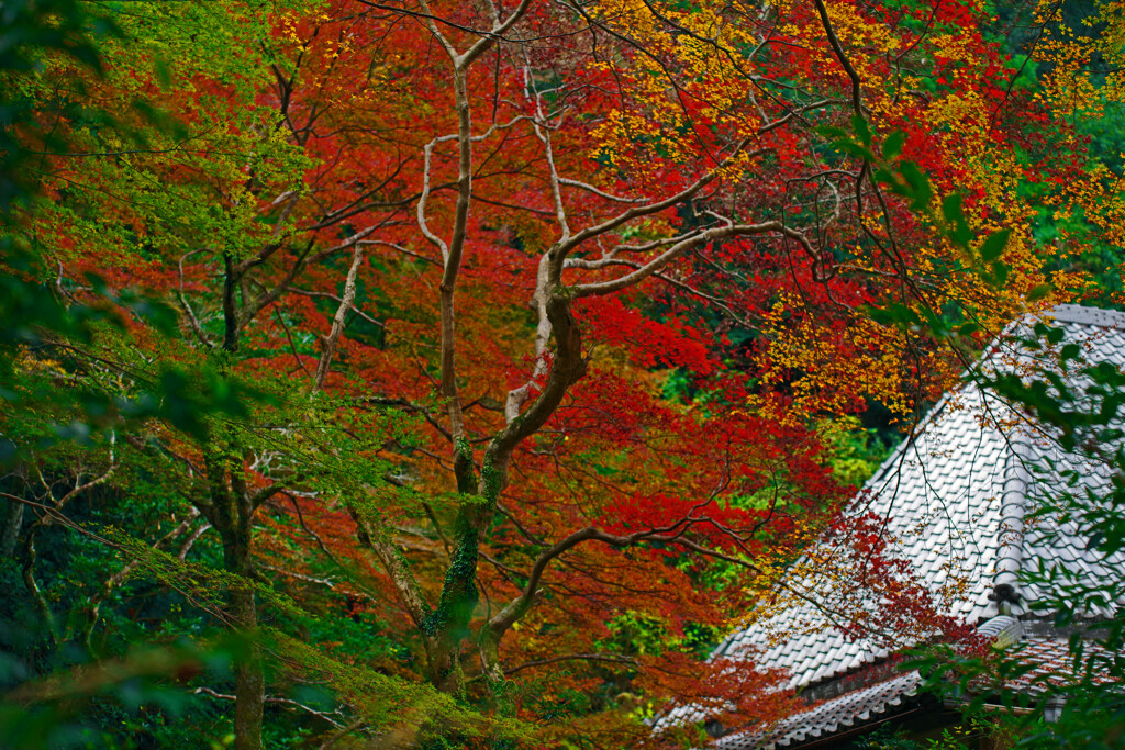 光る屋根   IMGP0626zz