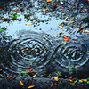 雨だれ　P1470907zz