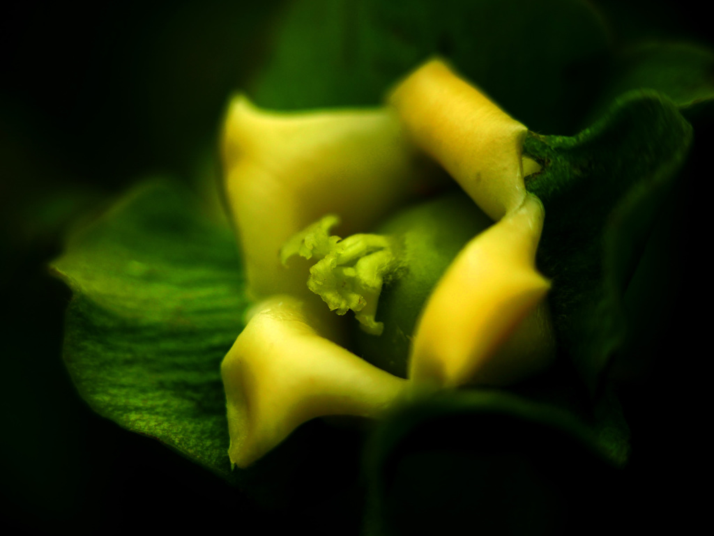 柿の花　P1230708zz