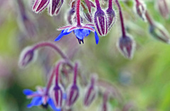 ポリジ　IGP8123zz