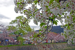 疎水の桜　IGP3431zz