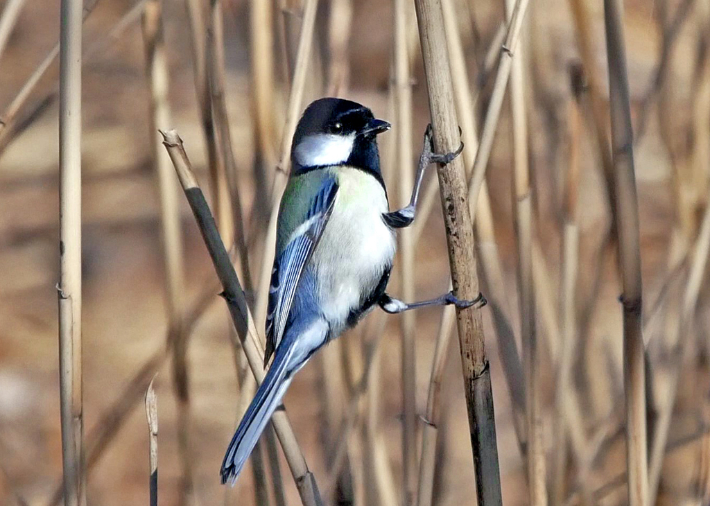 春を待つ　P1090009zz