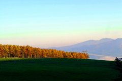 朝日輝くカラマツ林　P1046586zz