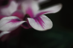 シクラメンのかほりⅡ　IMGP0331zz