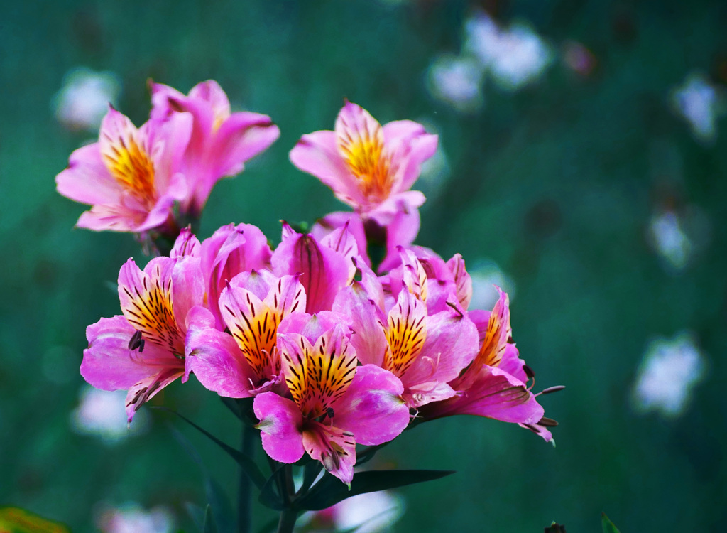 アルストロメリア　 P1300752zz