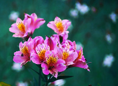 アルストロメリア　 P1300752zz