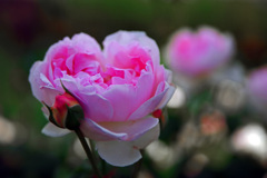 寄り添う　IMGP5211zz