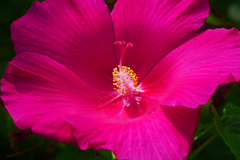 赤いドレスがよく似合う　P1220861zz