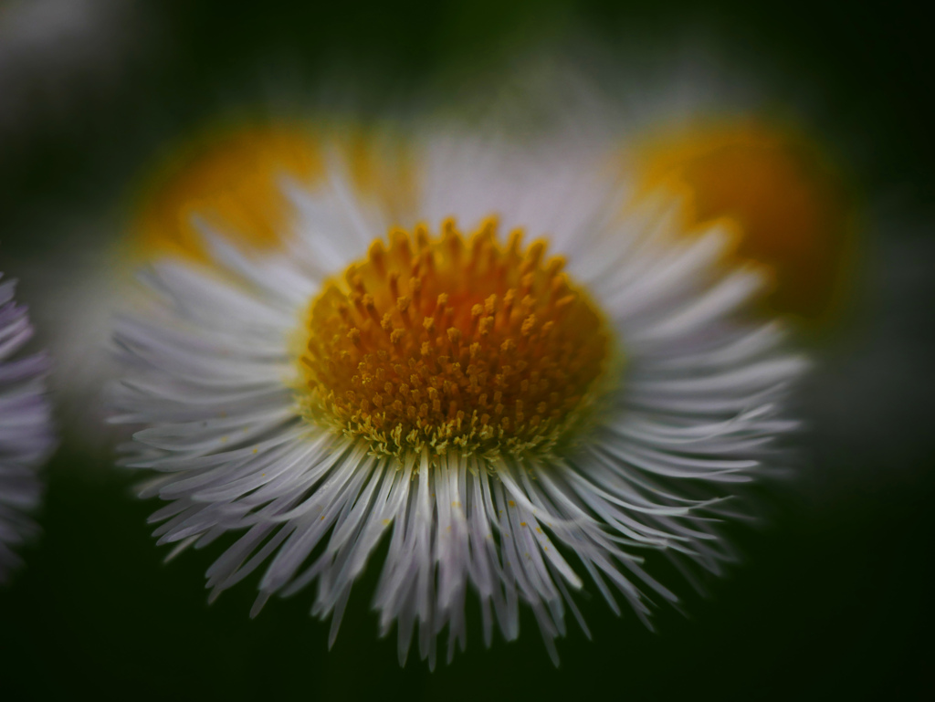 小さき花　P1200174zz