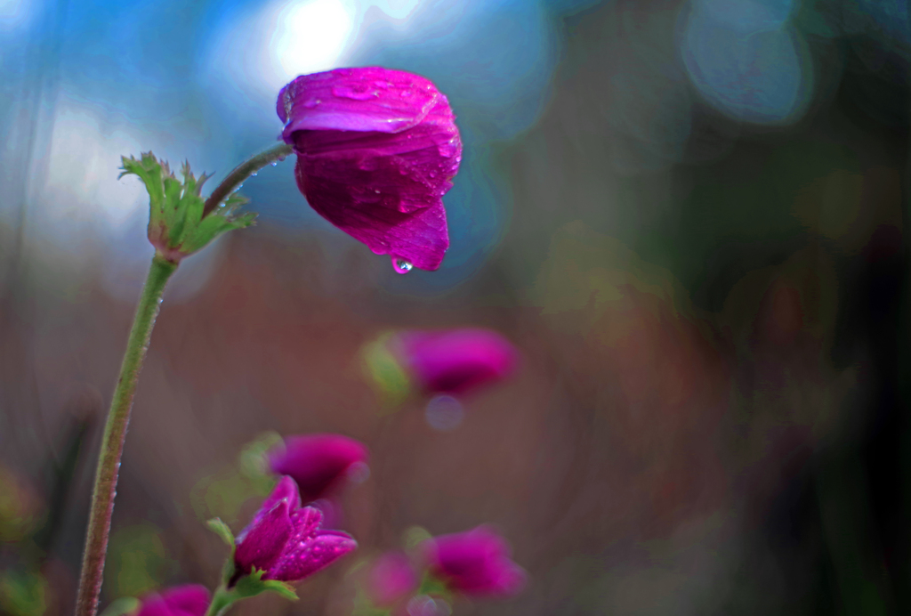 重たき雨粒　IMGP0681zz