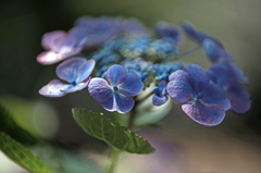 蒼い誘惑　IMGP2629z
