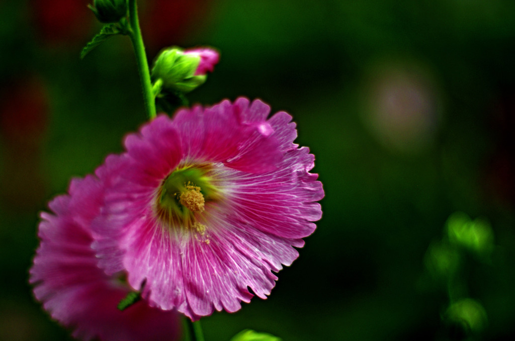 情熱の花　_IGP0142zz