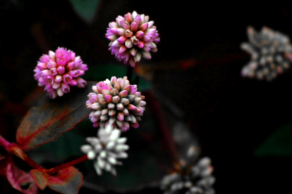 冬の砂糖菓子　P1810482zz