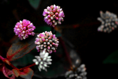 冬の砂糖菓子　P1810482zz