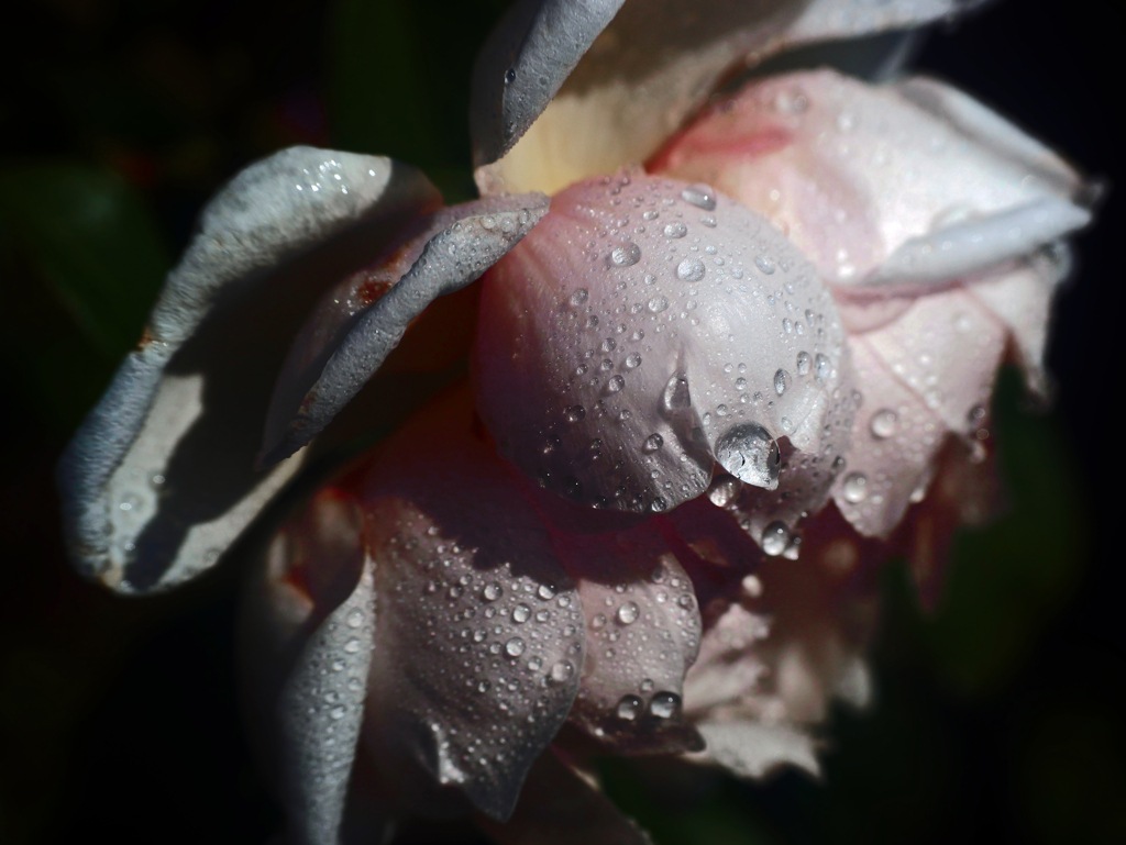 雨にも負けず　P1480563