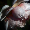 雨にも負けず　P1480563