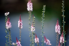 せいくらべ 　IMGP5333zz