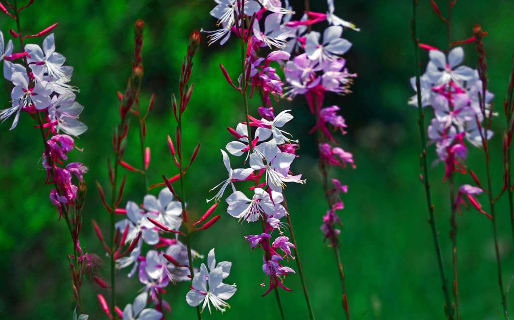 蝶のように　P1390660zz