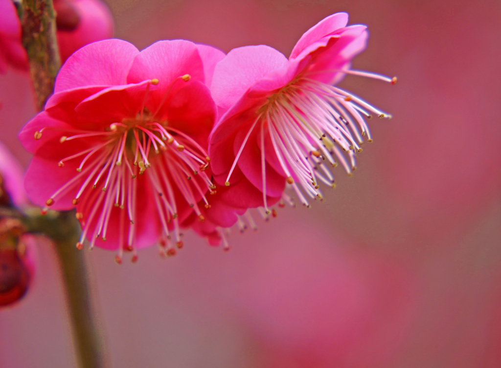 紅梅キラリ　P1070881zz