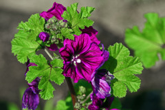 Common Mallow　IMGP6762zz