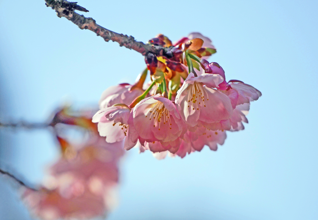 大寒桜　P1100458zz