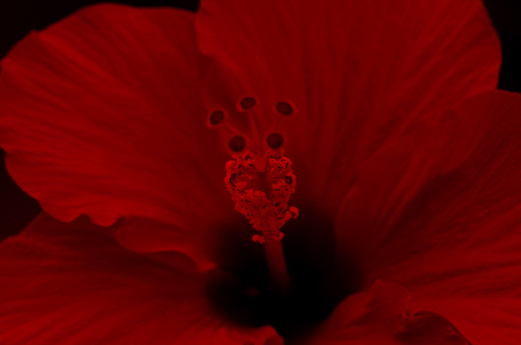 情熱の花 ハイビスカス　_IMG7356zz