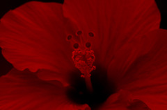 情熱の花 ハイビスカス　_IMG7356zz